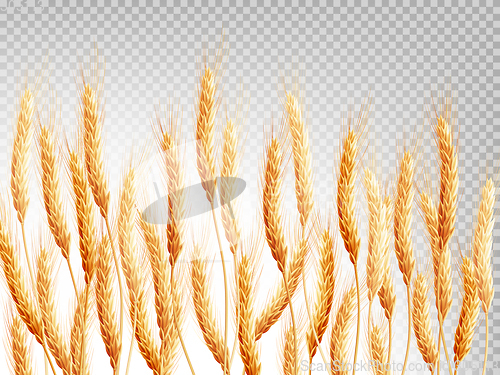Image of Wheat isolated on a transparent background. EPS 10