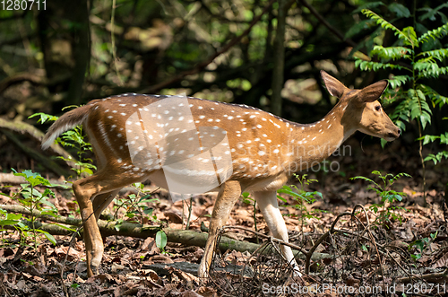 Image of spotted or sika deer in the jungle