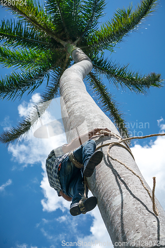 Image of Adult male climbs coconut tree to get coco nuts