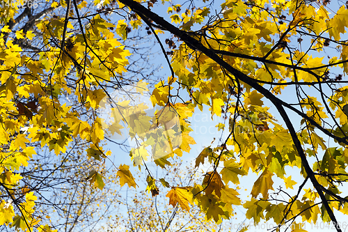 Image of yellowed maple trees in autumn