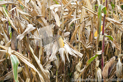 Image of field of ripe corn