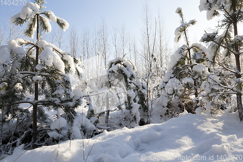 Image of Trees in winter