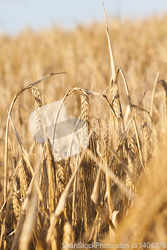 Image of field of ripe cereal