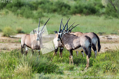 Image of Gemsbok, Oryx gazella in Kalahari