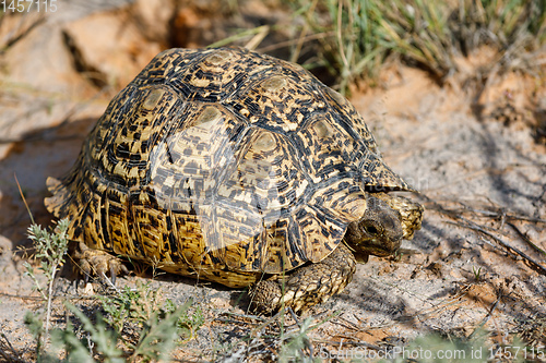 Image of turtle leopard tortoise, South Africa wildlife