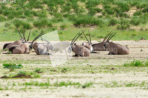 Image of Gemsbok, Oryx gazella in Kalahari