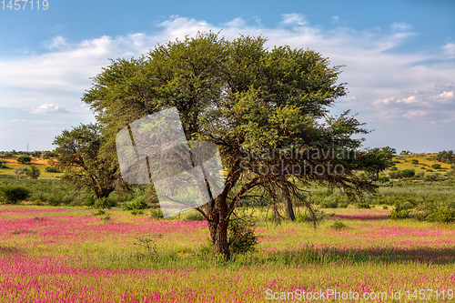 Image of Flowering Kalahari desert South Africa wilderness