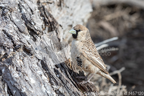 Image of Sociable Weaver Bird at Kgalagadi