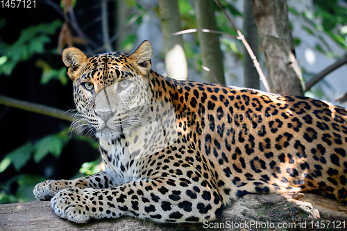 Image of Sri Lanka Ceylon Leopard, Panthera pardus kotiya