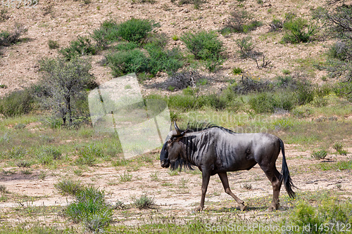 Image of Blue Wildebeest in Kalahari, South Africa