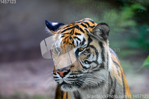 Image of Sumatran Tiger, Panthera tigris sumatrae