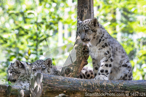 Image of cute kitten of Snow Leopard cat, Irbis