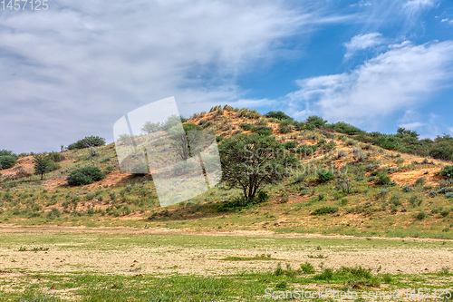 Image of Green Kalahari desert South Africa wilderness