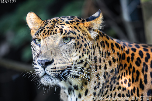 Image of Sri Lanka Ceylon Leopard, Panthera pardus kotiya