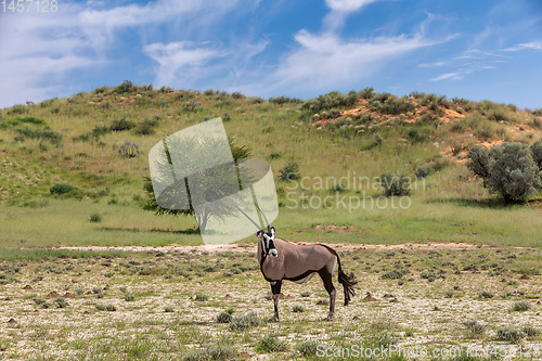 Image of Gemsbok, Oryx gazella in Kalahari