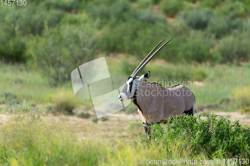 Image of Gemsbok, Oryx gazella in Kalahari