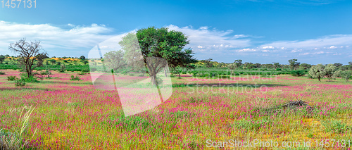 Image of Flowering Kalahari desert South Africa wilderness