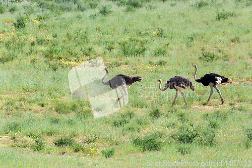 Image of Ostrich, in Kalahari,South Africa wildlife safari