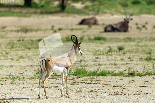 Image of Springbok in kalahari, South Africa wildlife