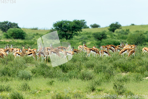 Image of herd of Springbok in kalahari, South Africa wildlife