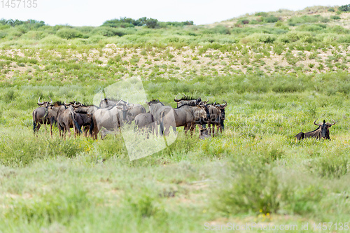 Image of Blue Wildebeest in Kalahari, South Africa