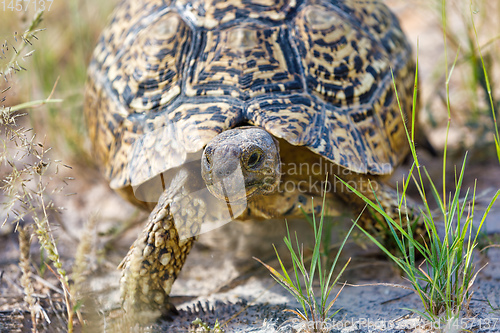 Image of turtle leopard tortoise, South Africa wildlife