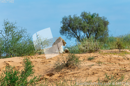 Image of Female Lion Lying in Kalahari desert, South Africa wildlife