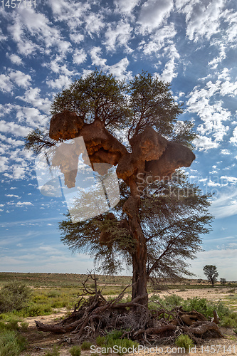 Image of African sociable weaver big nest on tree