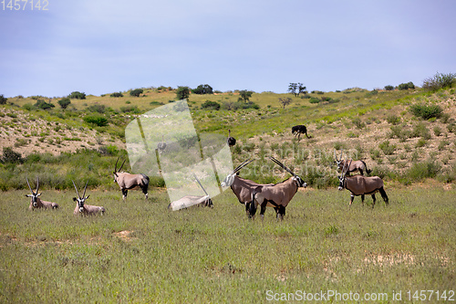 Image of Gemsbok, Oryx gazella in Kalahari