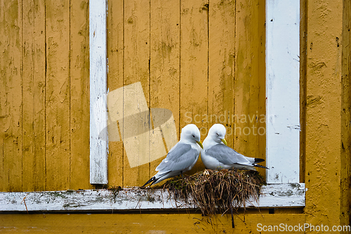 Image of Seagull bird close up