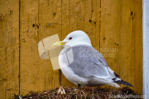 Image of Seagull bird close up