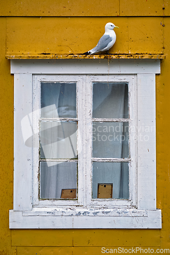 Image of Seagull bird close up