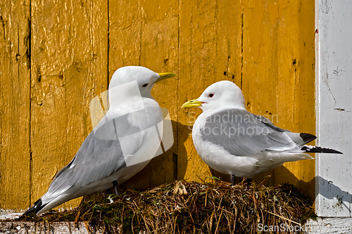 Image of Seagull bird close up