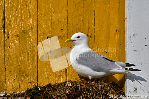 Image of Seagull bird close up