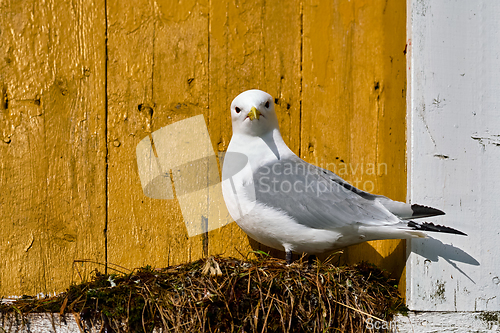 Image of Seagull bird close up