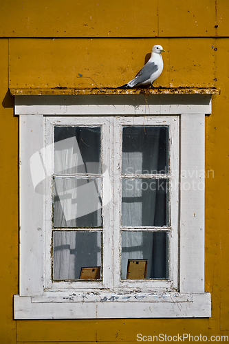 Image of Seagull bird close up