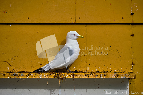 Image of Seagull bird close up