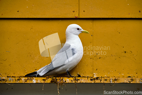 Image of Seagull bird close up