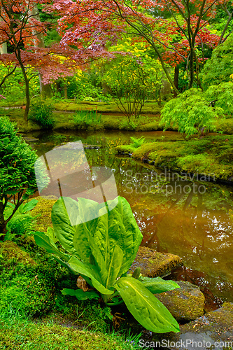 Image of Japanese garden, Park Clingendael, The Hague, Netherlands