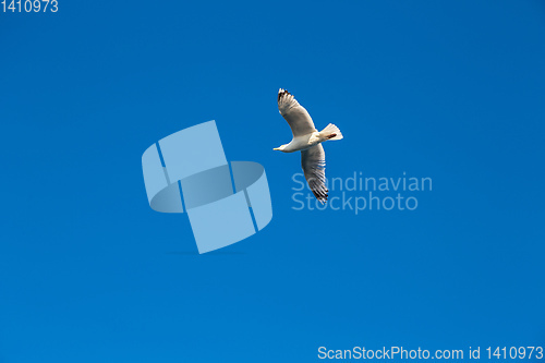 Image of Gull against the sky