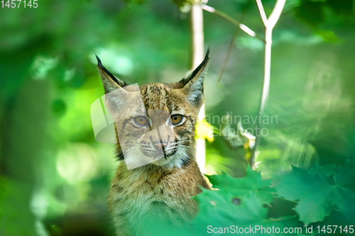 Image of cute small kitten of Lynx Lynx