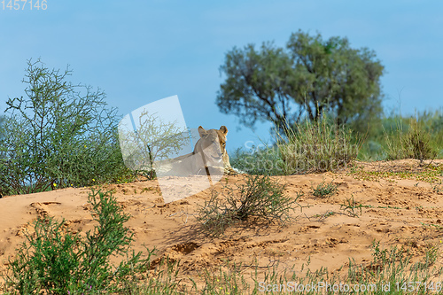 Image of Female Lion Lying in Kalahari desert, South Africa wildlife