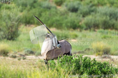 Image of Gemsbok, Oryx gazelle in Kalahari