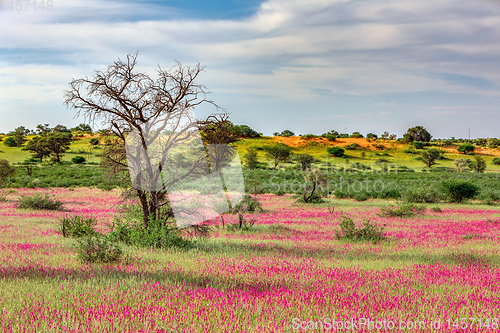 Image of Flowering Kalahari desert South Africa wilderness