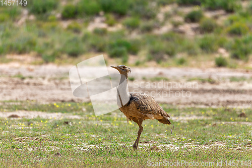 Image of Kori Bustard Kalahari South Africa