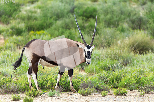 Image of Gemsbok, Oryx gazella in Kalahari