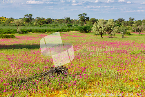 Image of Flowering Kalahari desert South Africa wilderness