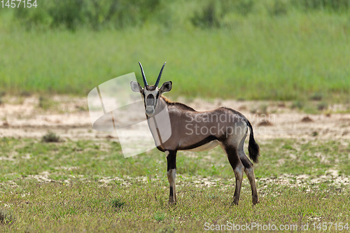 Image of Gemsbok baby, Oryx gazella in Kalahari