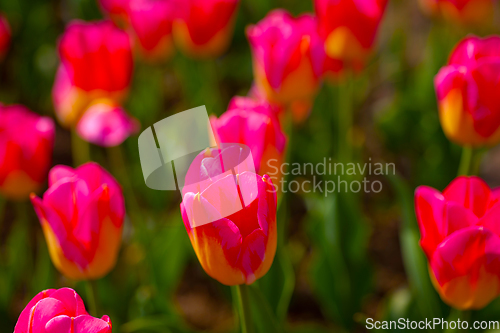 Image of colorful tulips field