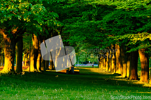 Image of Green alley with trees with lush leaves foliage in summer on sunset